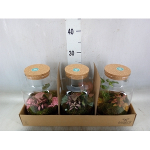 Arr.   Planten H%