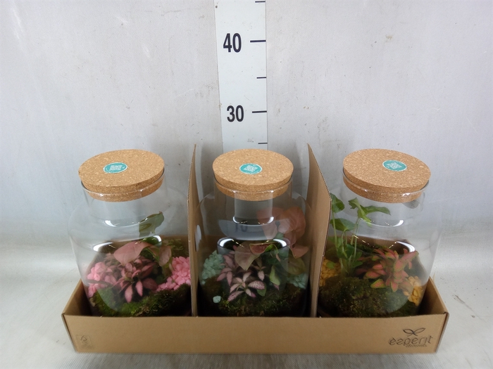 <h4>Arr.   Planten H%</h4>