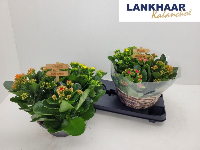 <h4>KAL EN GARDEN OV</h4>