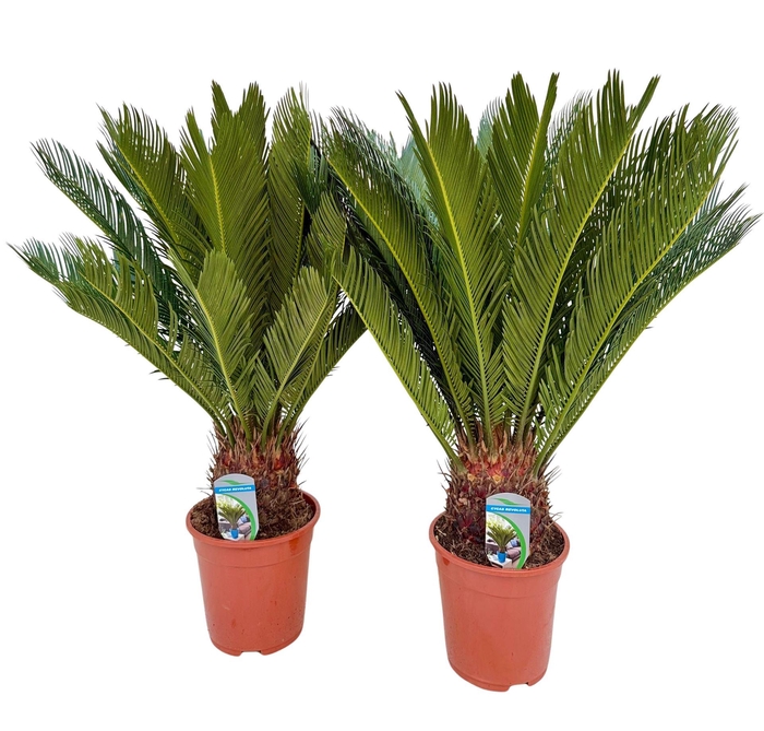 <h4>Cycas revoluta</h4>