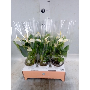 Anthurium andr. 'White Champion'