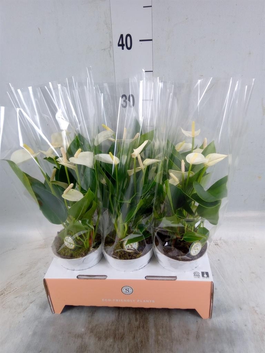 <h4>Anthurium andr. 'White Champion'</h4>