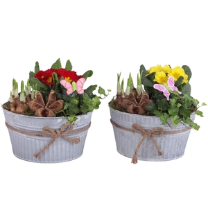 Early Spring Arr. Outdoor Zinc Pot Round White Rope Ø22cm 3PP