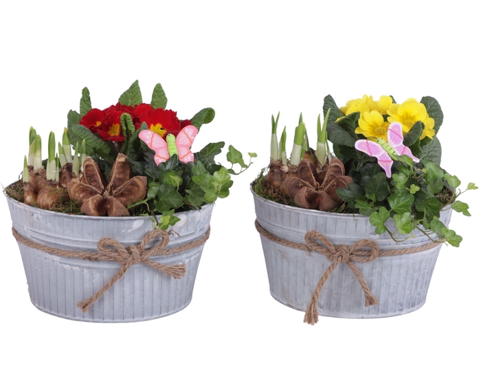 <h4>Early Spring Arr. Outdoor Zinc Pot Round White Rope Ø22cm 3PP</h4>