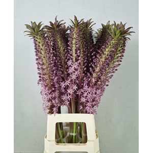 Eucomis Pink Ginn