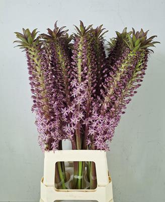 Eucomis Pink Ginn