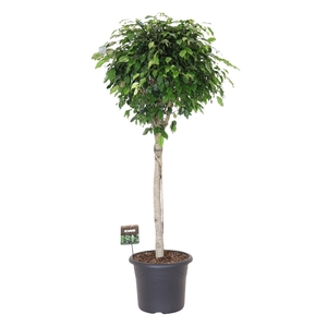 Ficus benja. 'Danielle'