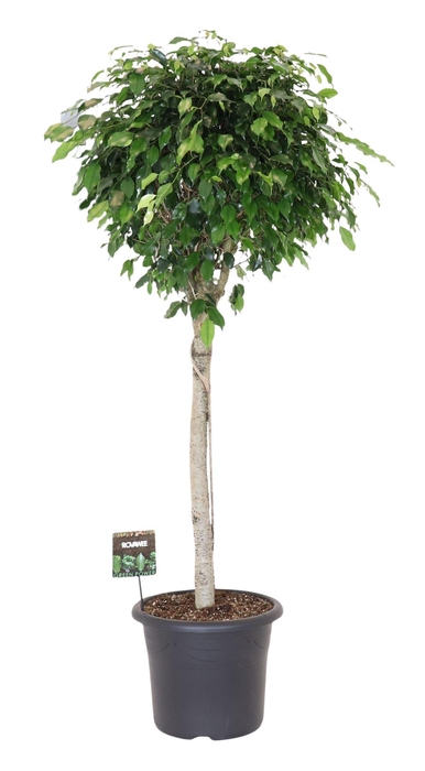 <h4>Ficus benja. 'Danielle'</h4>