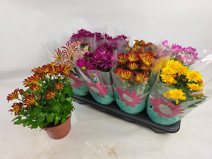 <h4>CHRYS GEM 6 KL</h4>