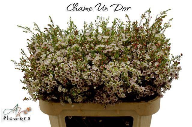 <h4>CHAME UN DOR</h4>