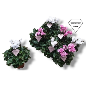 Cyclamen Exclusive® Merengue Roze Wit mix