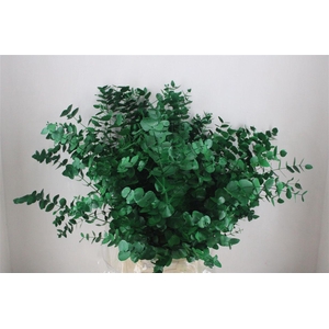 Euca Cinerea Green P Bunch