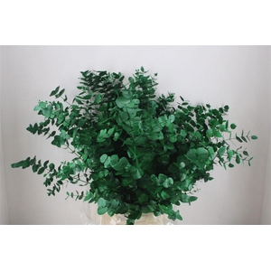 Euca Cinerea Green P Bunch