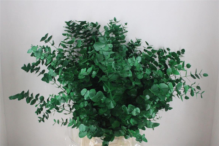 <h4>Euca Cinerea Green P Bunch</h4>