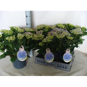 Hydrangea mac.