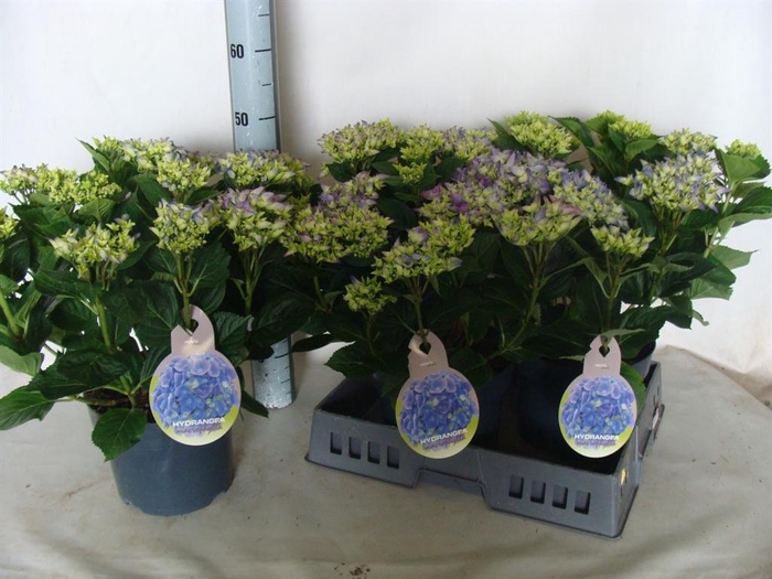 <h4>Hydrangea mac.</h4>