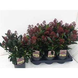 Skim J Rubella 1--12 Bloemen+