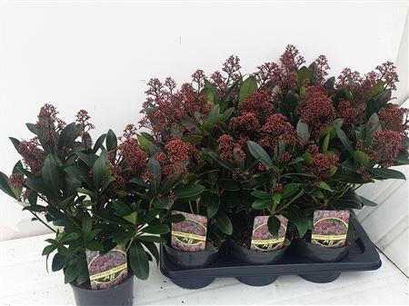 <h4>Skim J Rubella 1--12 Bloemen+</h4>
