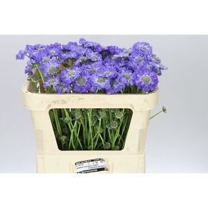 Scabiosa C Staefa A2