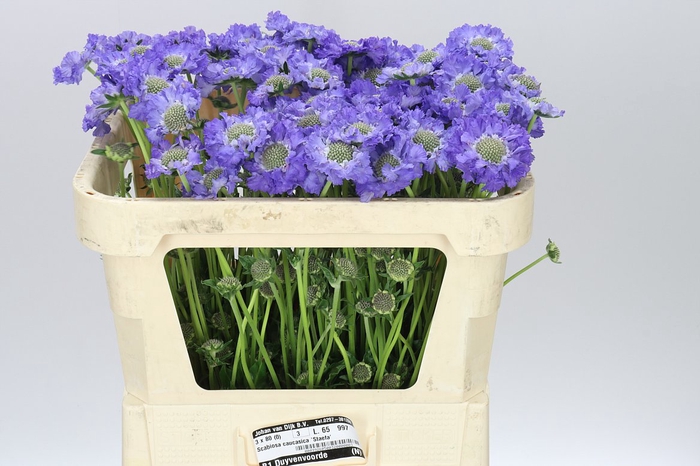 <h4>Scabiosa C Staefa A2</h4>