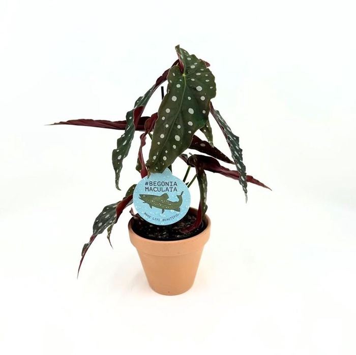 <h4>BEGONIA MACULATA P13,5</h4>