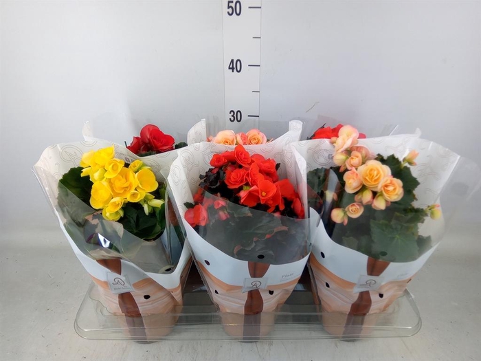 <h4>Begonia elat. DU   ...mix</h4>