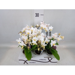 Phalaenopsis   ...mini