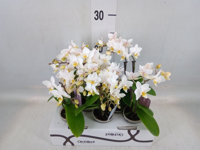<h4>Phalaenopsis   ...mini</h4>