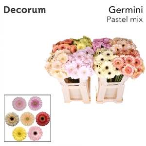 Germini Mix Pastel Water