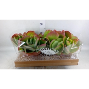 Kalanchoe NF thyrsiflora