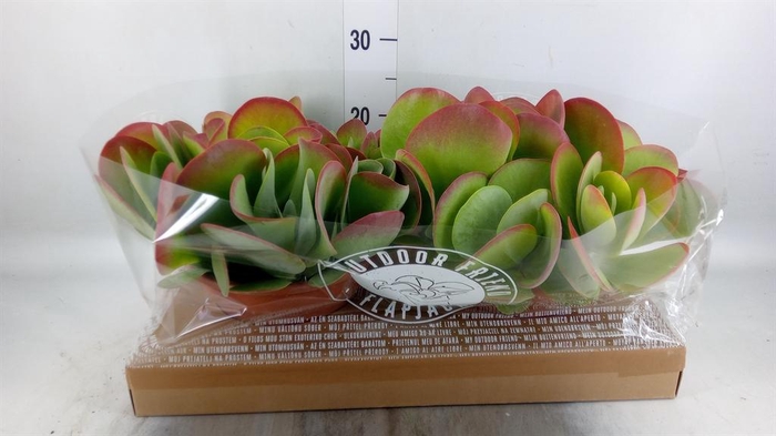 <h4>Kalanchoe NF thyrsiflora</h4>