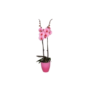 Change Pink Phal I Am Pink 2T14+