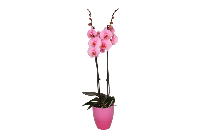 <h4>Change Pink Phal I Am Pink 2T14+</h4>