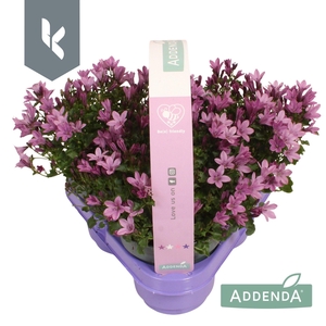 Campanula Ambella Pink in 3-pack