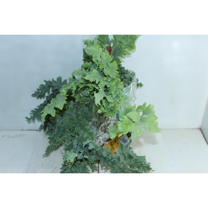 PHLEBODIUM AUREUM DAVANA C21