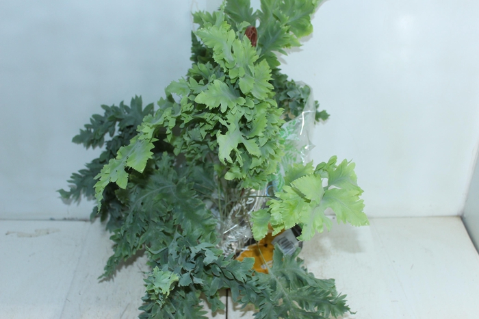 <h4>PHLEBODIUM AUREUM DAVANA C21</h4>