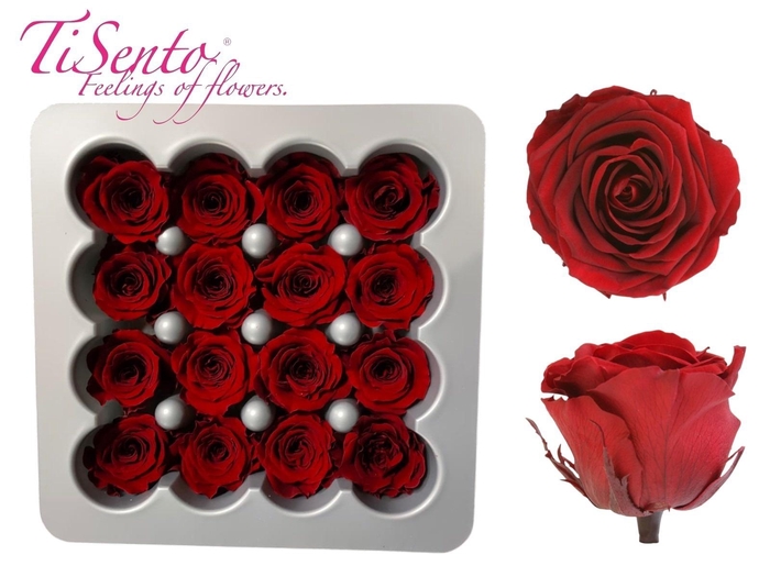 <h4>ARR ROSA POT H%</h4>