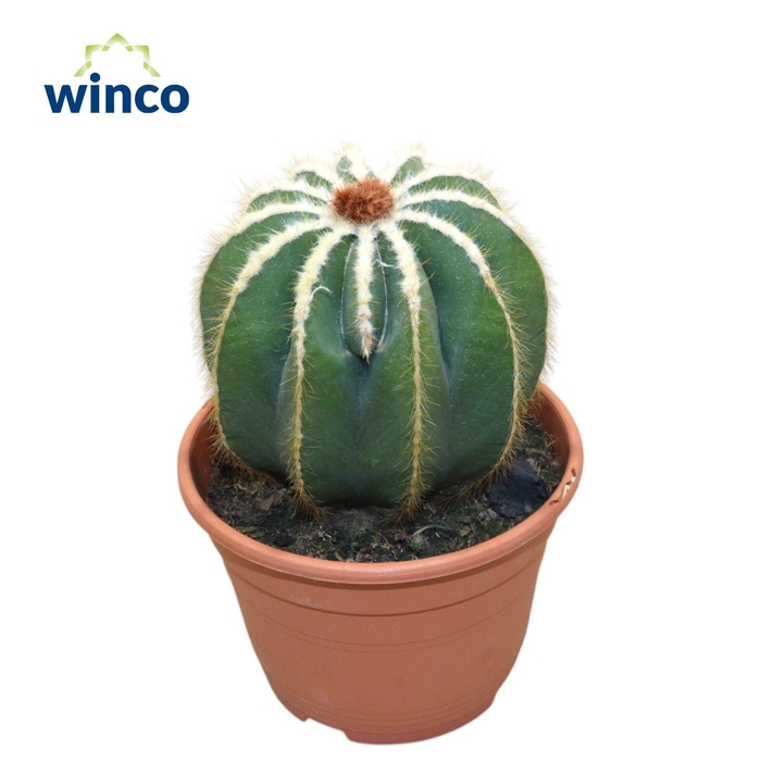 <h4>PARODIA WARASII</h4>