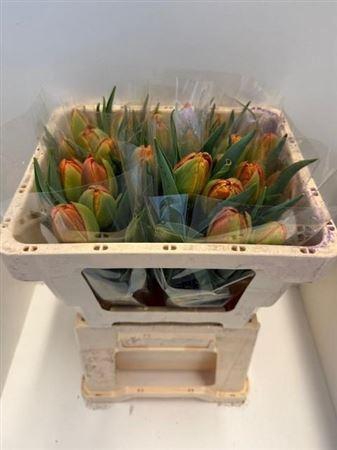 <h4>Tu Du Icoon</h4>