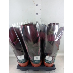 Calathea roseopicta 'Crimson'