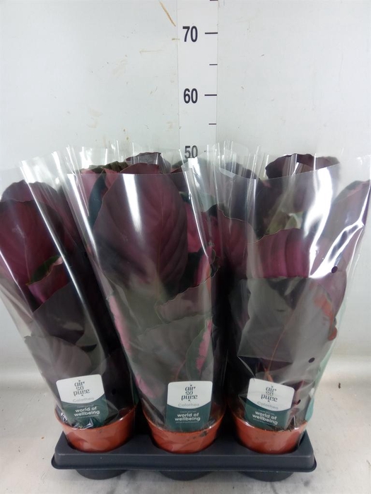 <h4>Calathea roseopicta 'Crimson'</h4>