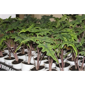 ALOCASIA CHANTRIERI P12