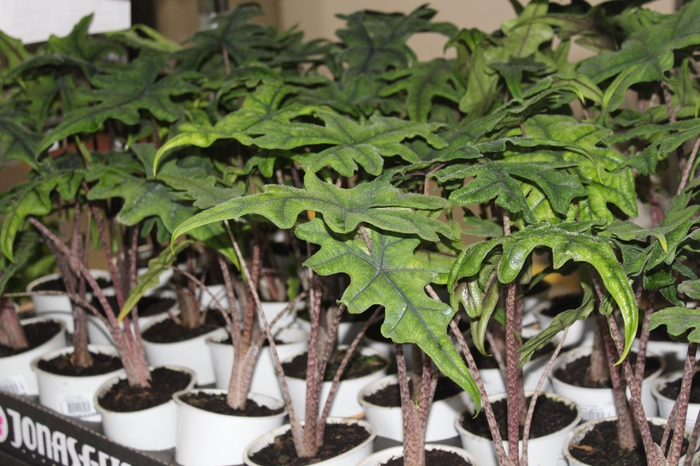 <h4>ALOCASIA CHANTRIERI P12</h4>
