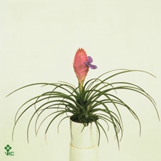 Tillandsia cyanea