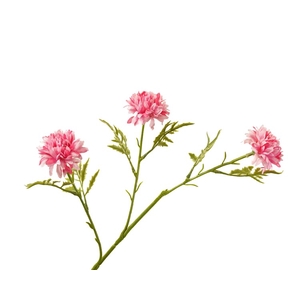 Chrysant Pink