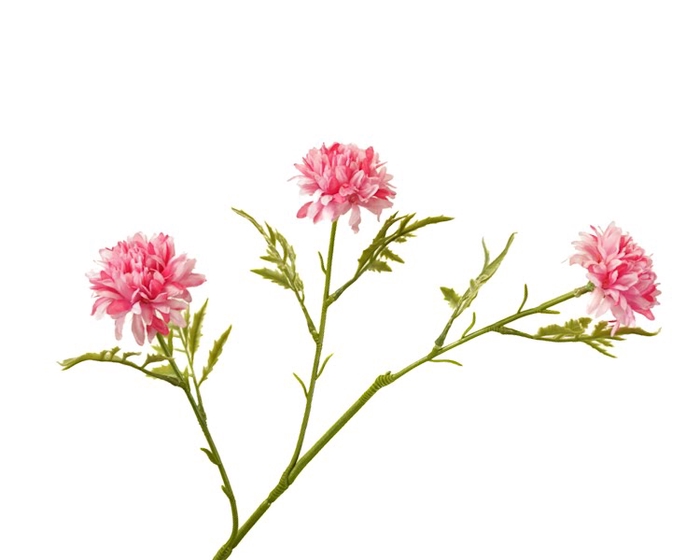 <h4>Chrysant Pink</h4>