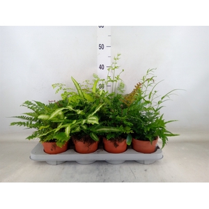 Ferns   ...mix