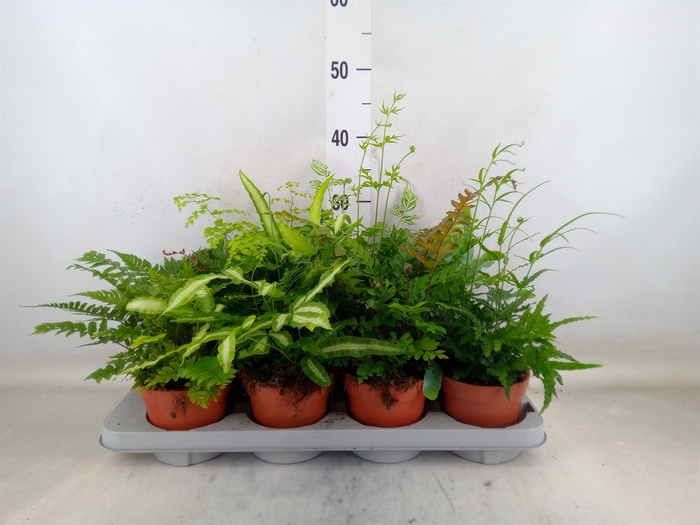 <h4>Ferns   ...mix</h4>