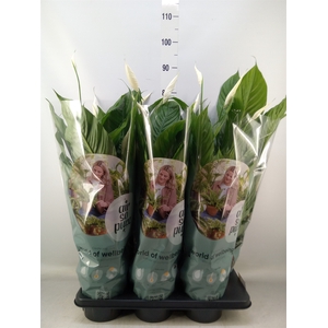 Spathiphyllum  'Vivaldi'