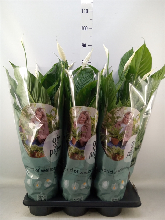 <h4>Spathiphyllum  'Vivaldi'</h4>